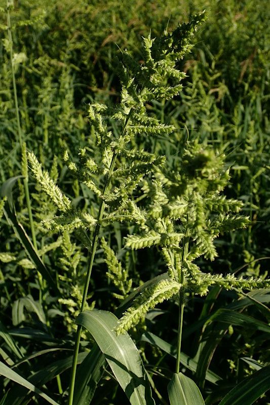 Echinochloa crus-galli-a_08-2023.jpg