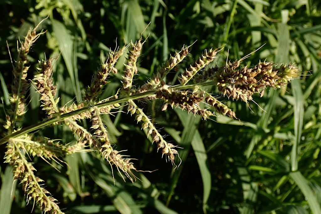 Echinochloa crus-galli-b_08-2023.jpg