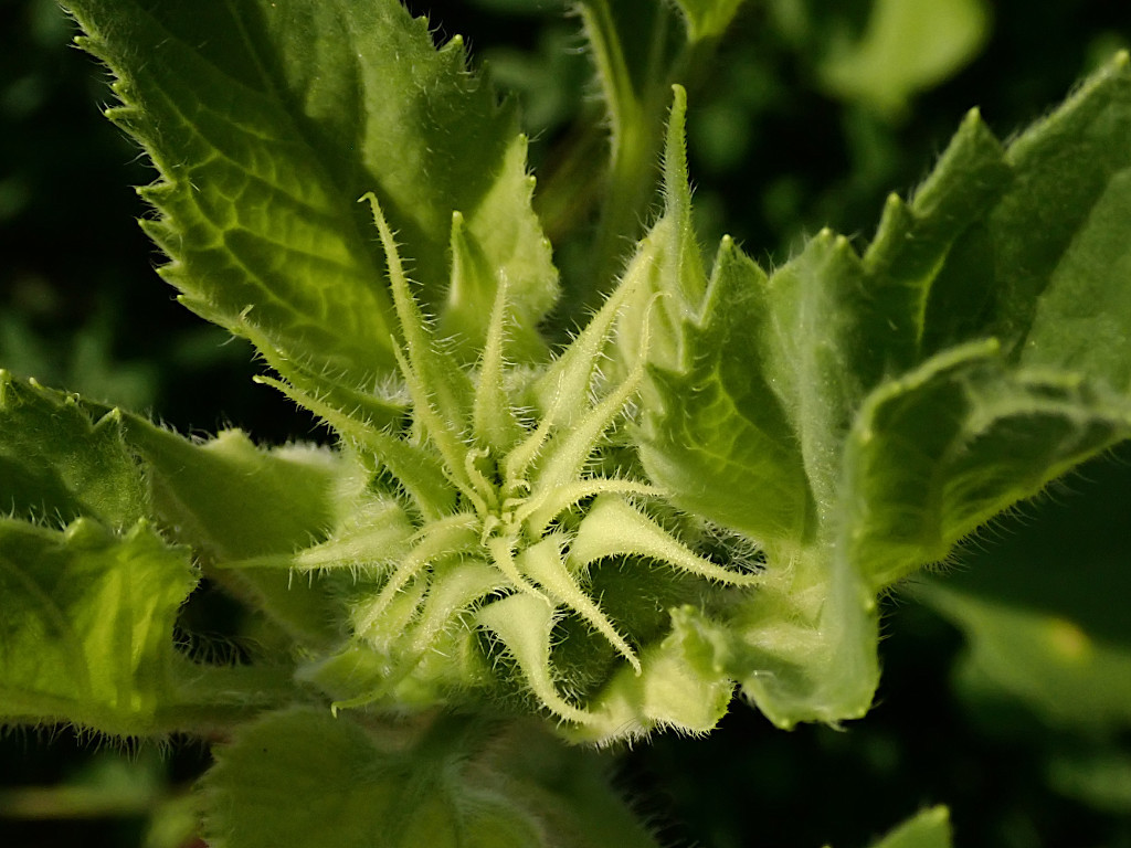 Helianthus annuus-b.jpg