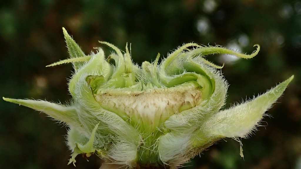 Helianthus annuus-c.jpg