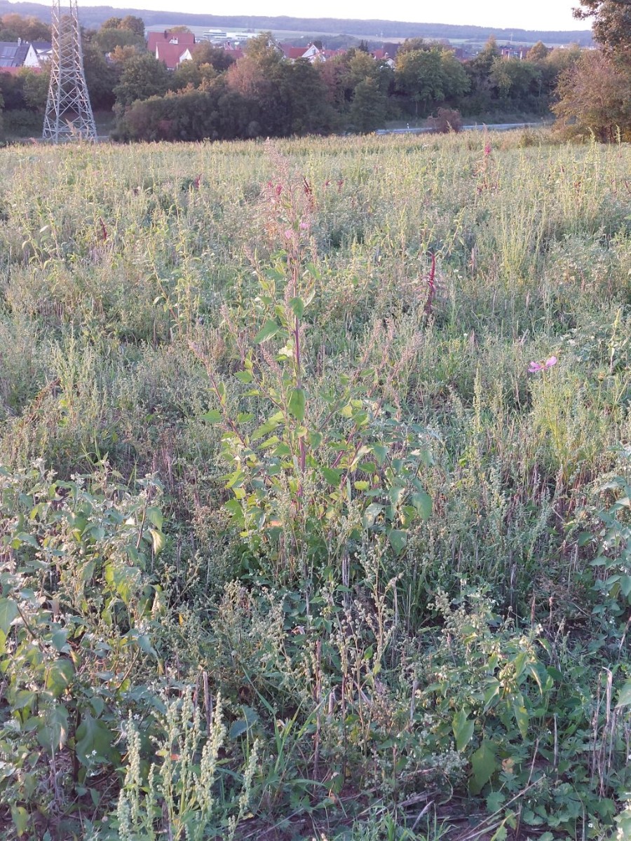 2023-09-15_Chenopodium 1_LIF.jpg