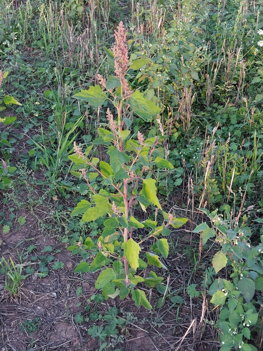 2023-09-15_Chenopodium 2_LIF.jpg