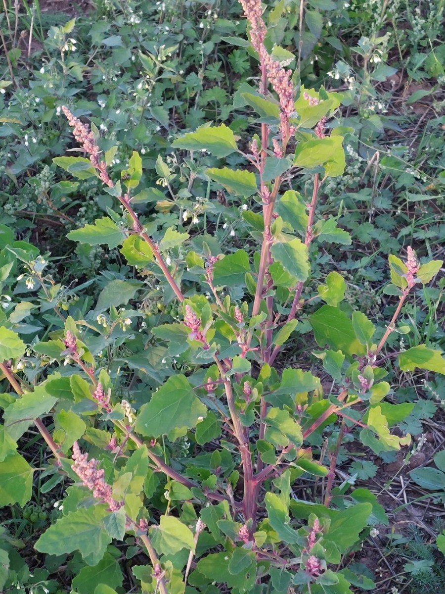 2023-09-15_Chenopodium 3_LIF.jpg