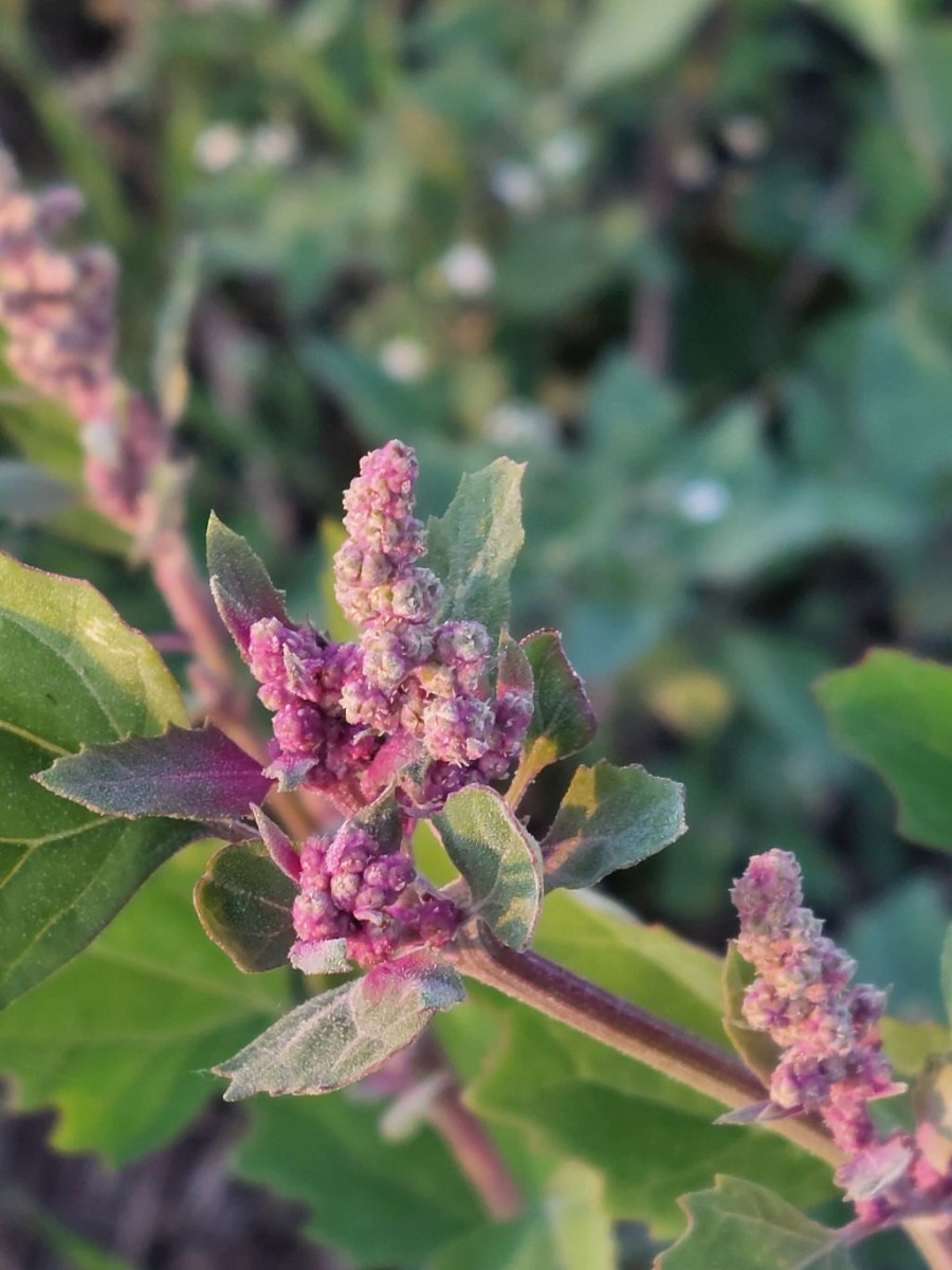 2023-09-15_Chenopodium 4_LIF.jpg