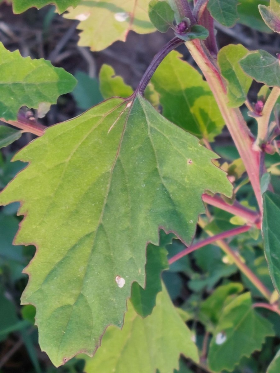 2023-09-15_Chenopodium 5_LIF.jpg