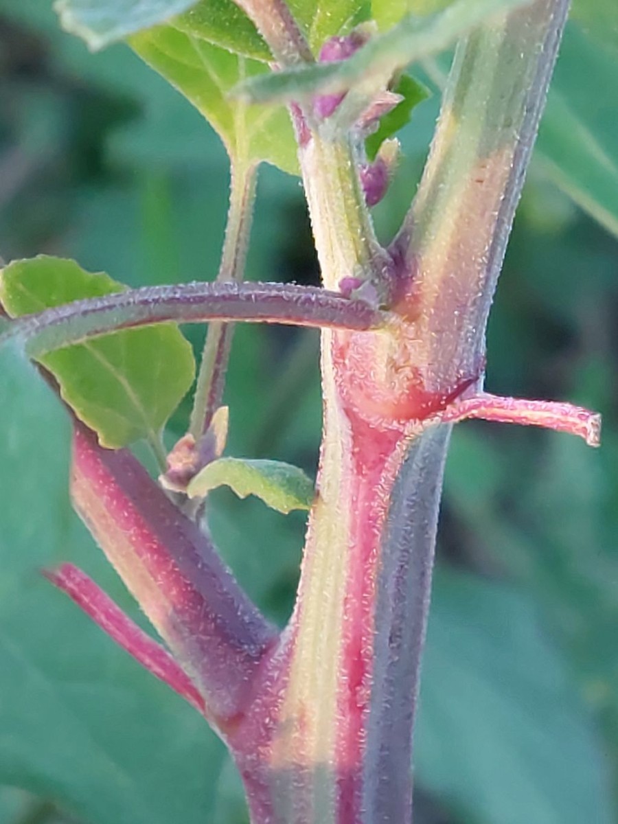 2023-09-15_Chenopodium 6_LIF.jpg