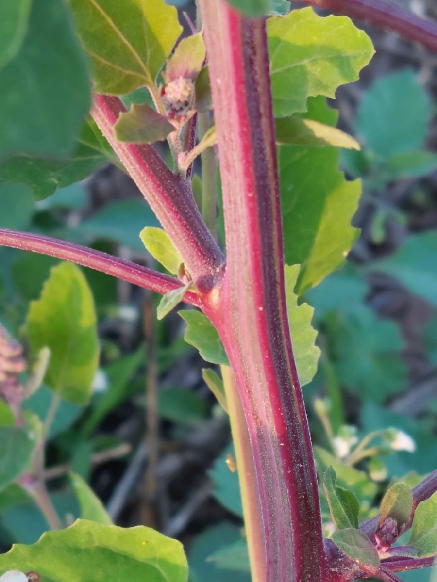 2023-09-15_Chenopodium 7_LIF.jpg