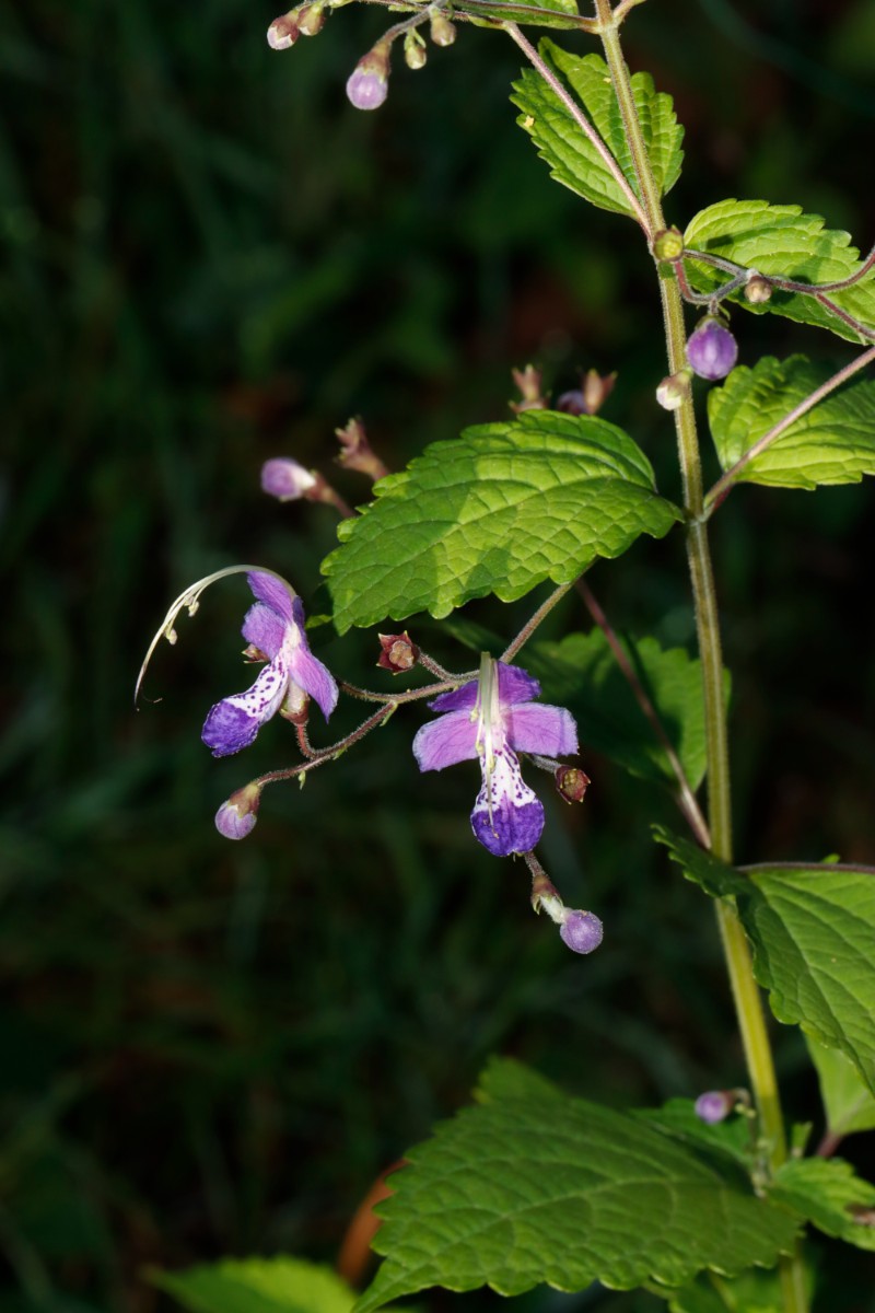 Tripora divaricata LAM OAs GartenWe23 A02.jpg