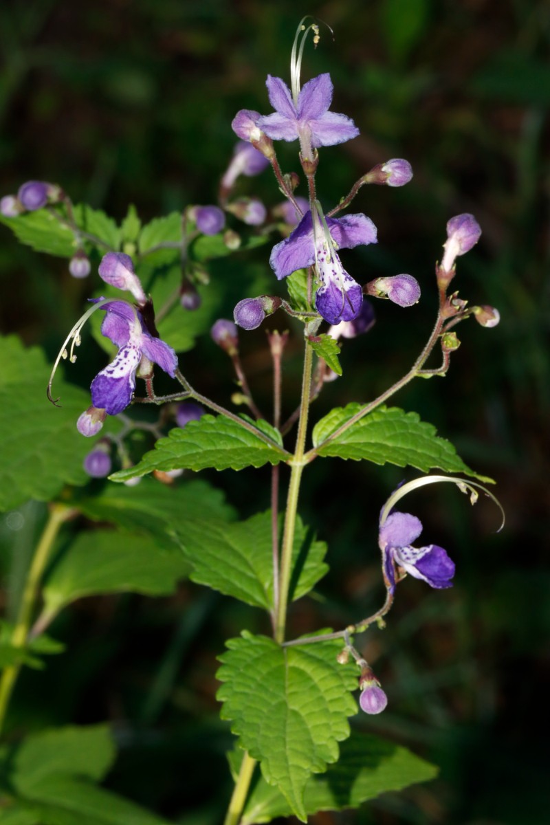 Tripora divaricata LAM OAs GartenWe23 A05.jpg