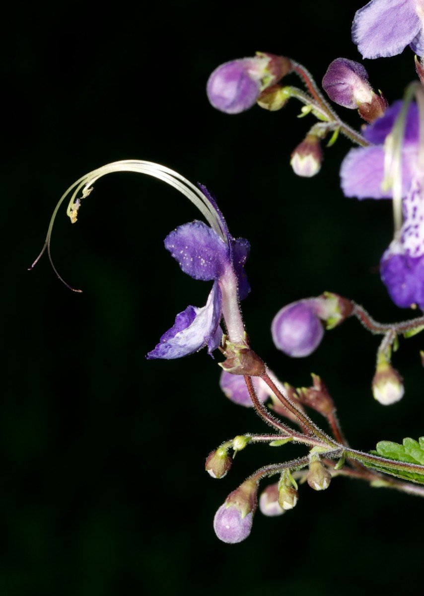 Tripora divaricata LAM OAs GartenWe23 A06.jpg