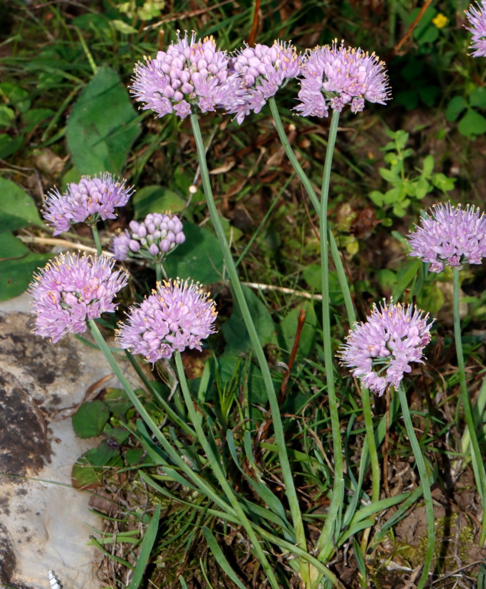 Allium lusitanicum (senescens ssp montanum) GartenWe23 A02.jpg