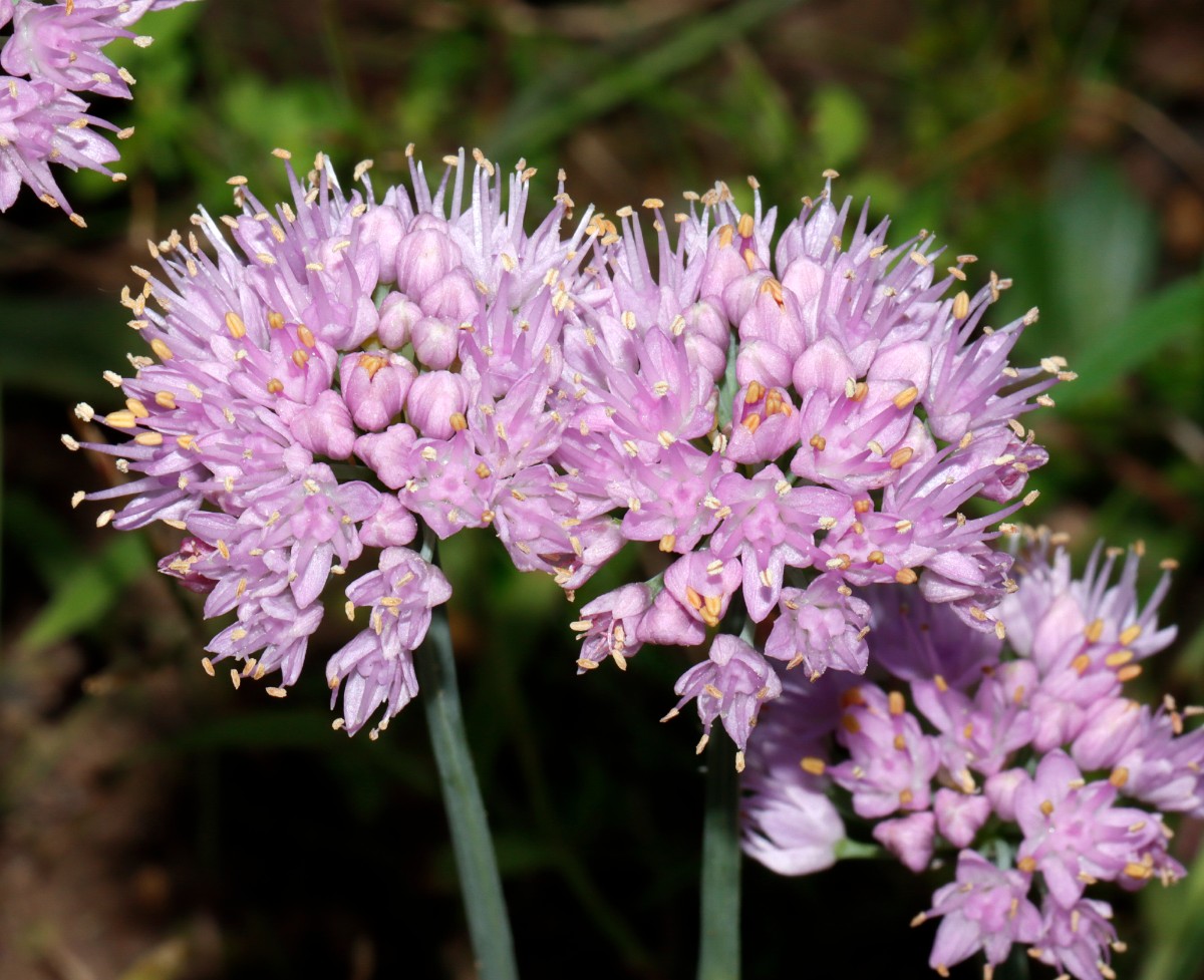 Allium lusitanicum (senescens ssp montanum) GartenWe23 A04.jpg