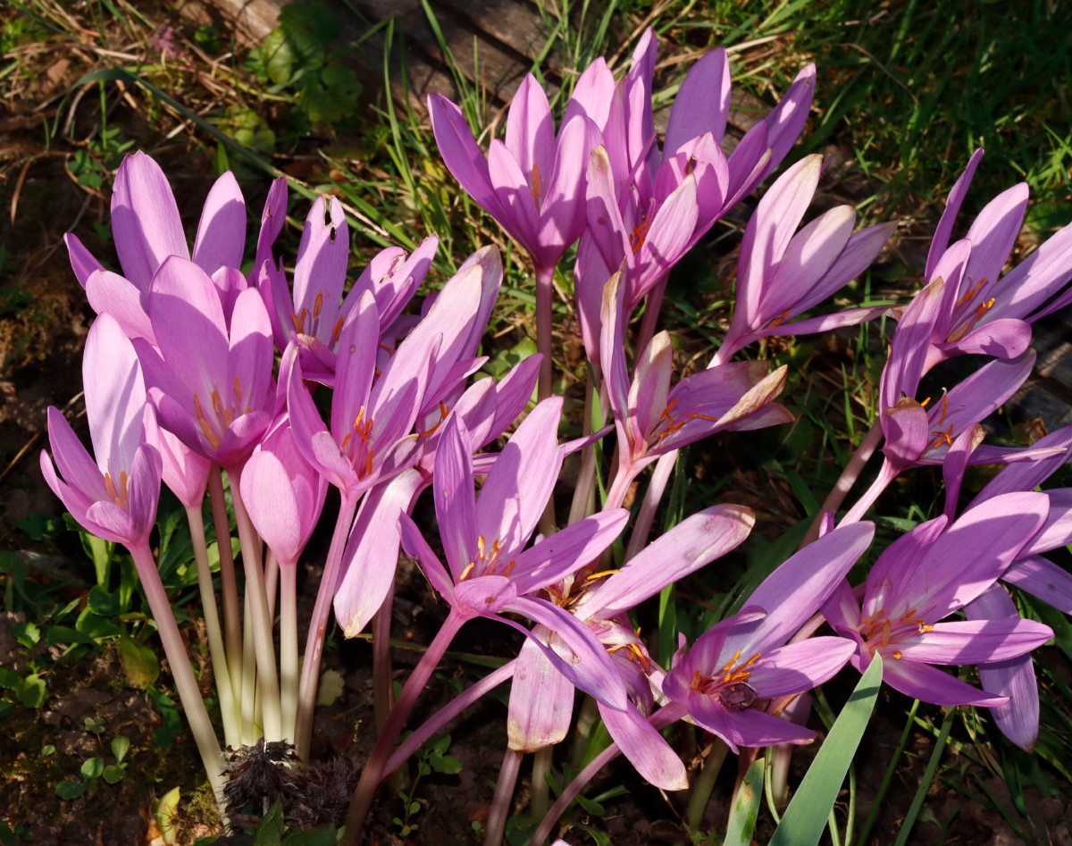 Colchicum pannonicum GartenWe23 A02.jpg