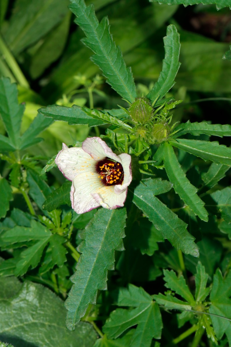 Hibiscus trionum GartenWe23 A04.jpg