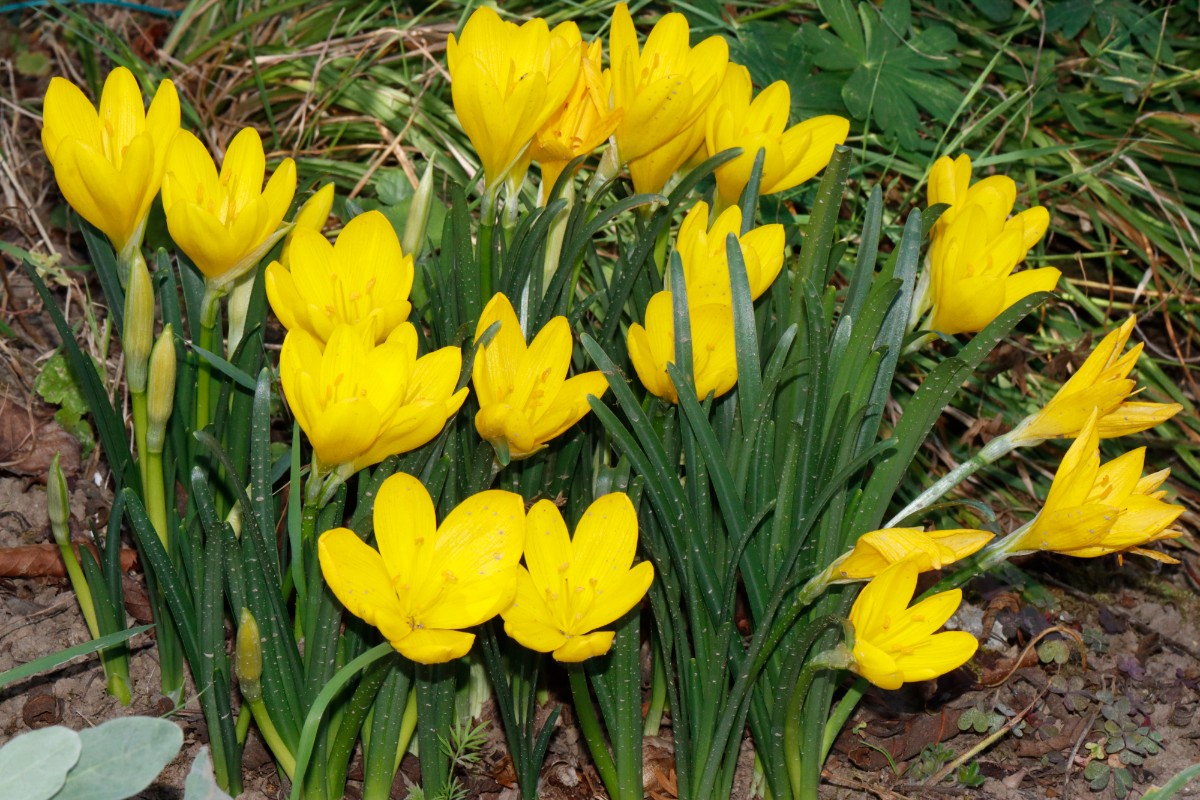 Sternbergia lutea GartenWe23 A01.jpg