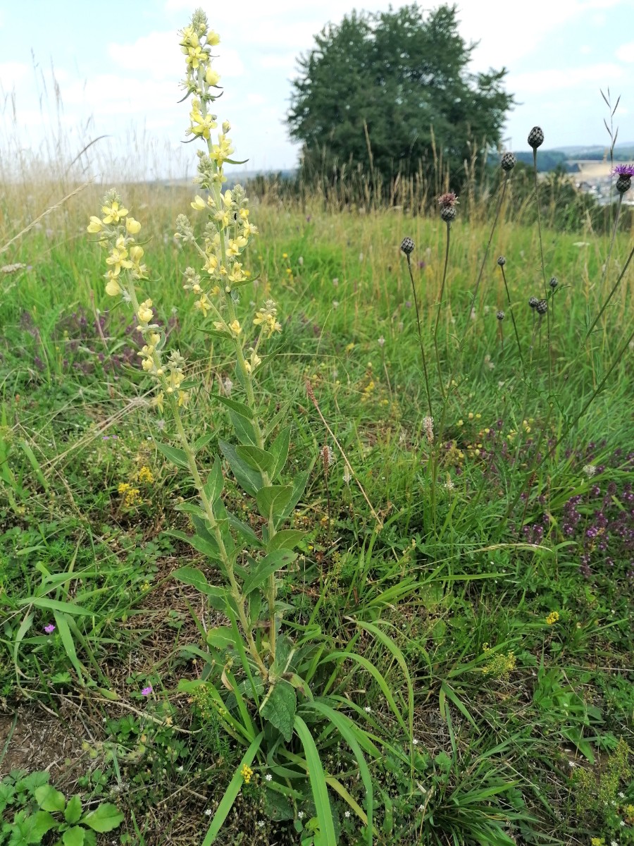 Verbascum.jpg