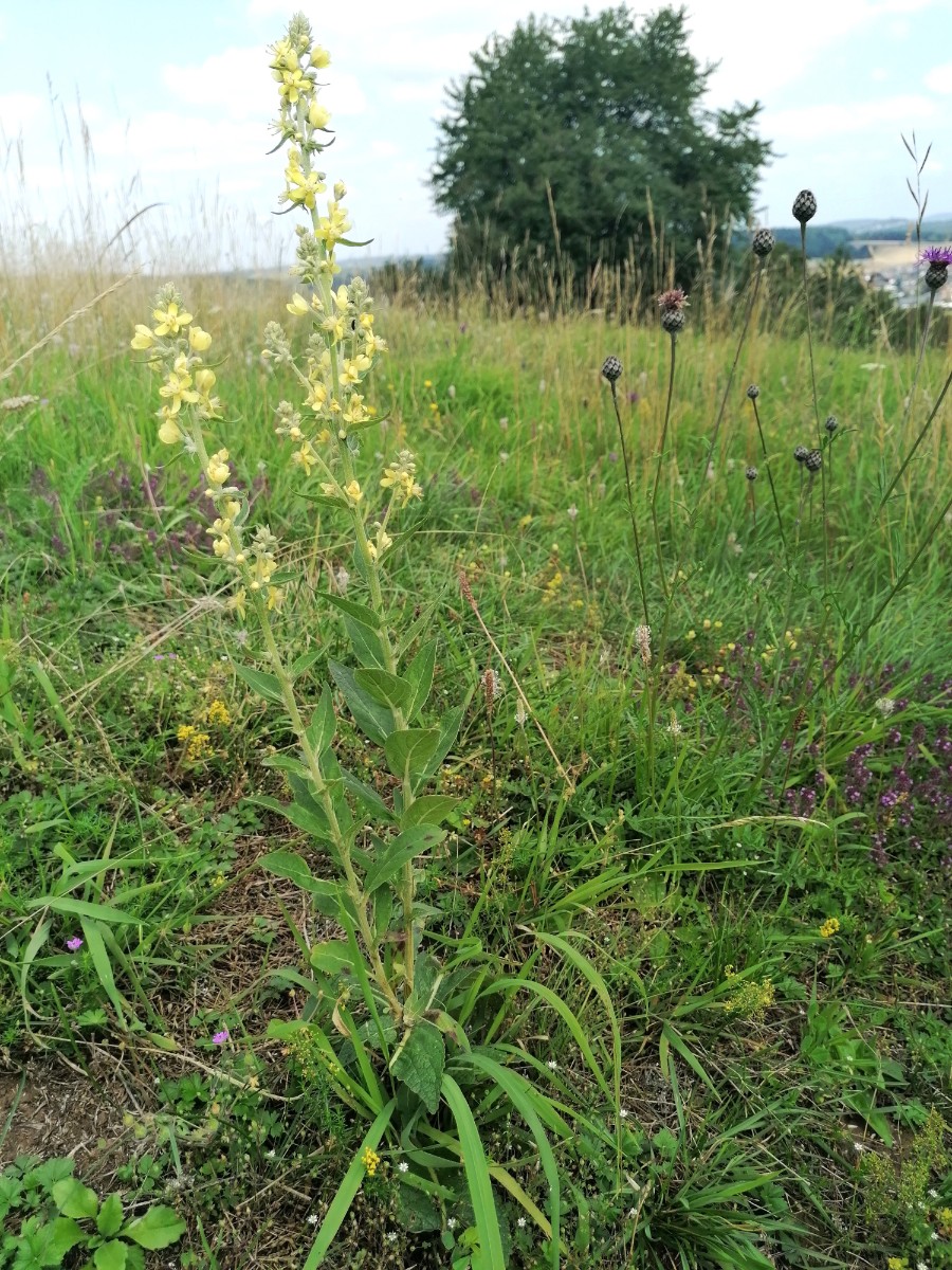 Verbascum.jpg