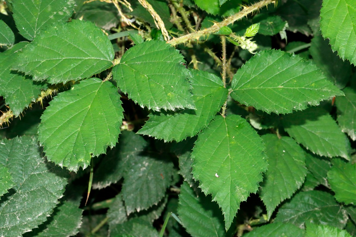 Rubus bavaricus ENE Oberpfreimd confSchön A02.jpg