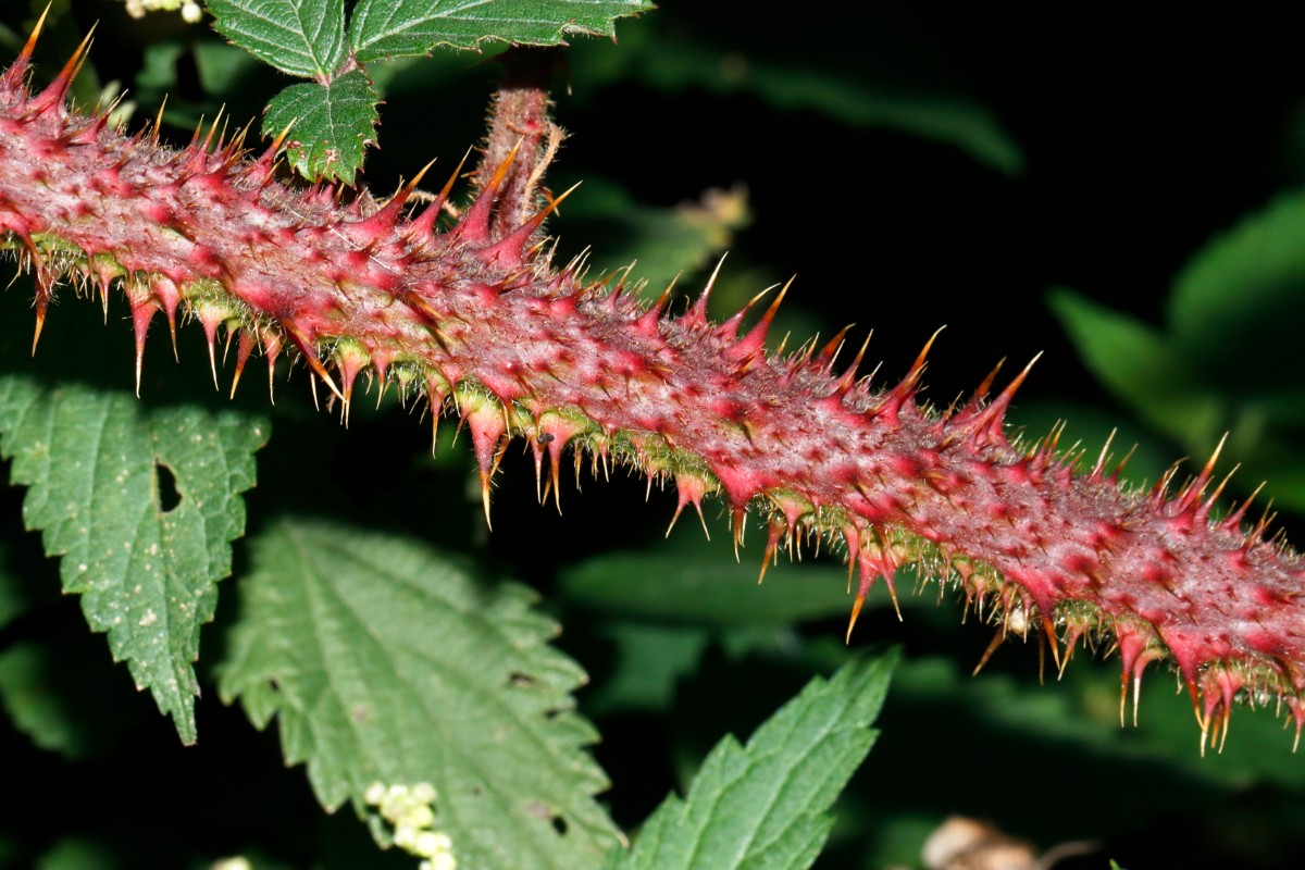 Rubus bavaricus W Erligheim A02.jpg