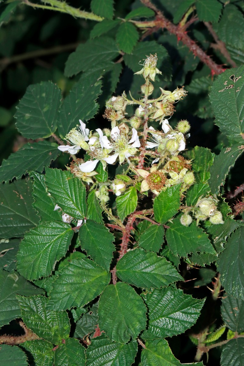 Rubus bavaricus W Erligheim A06.jpg