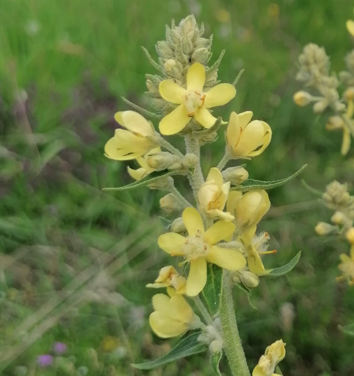 Verbascum unbekannt1.jpg