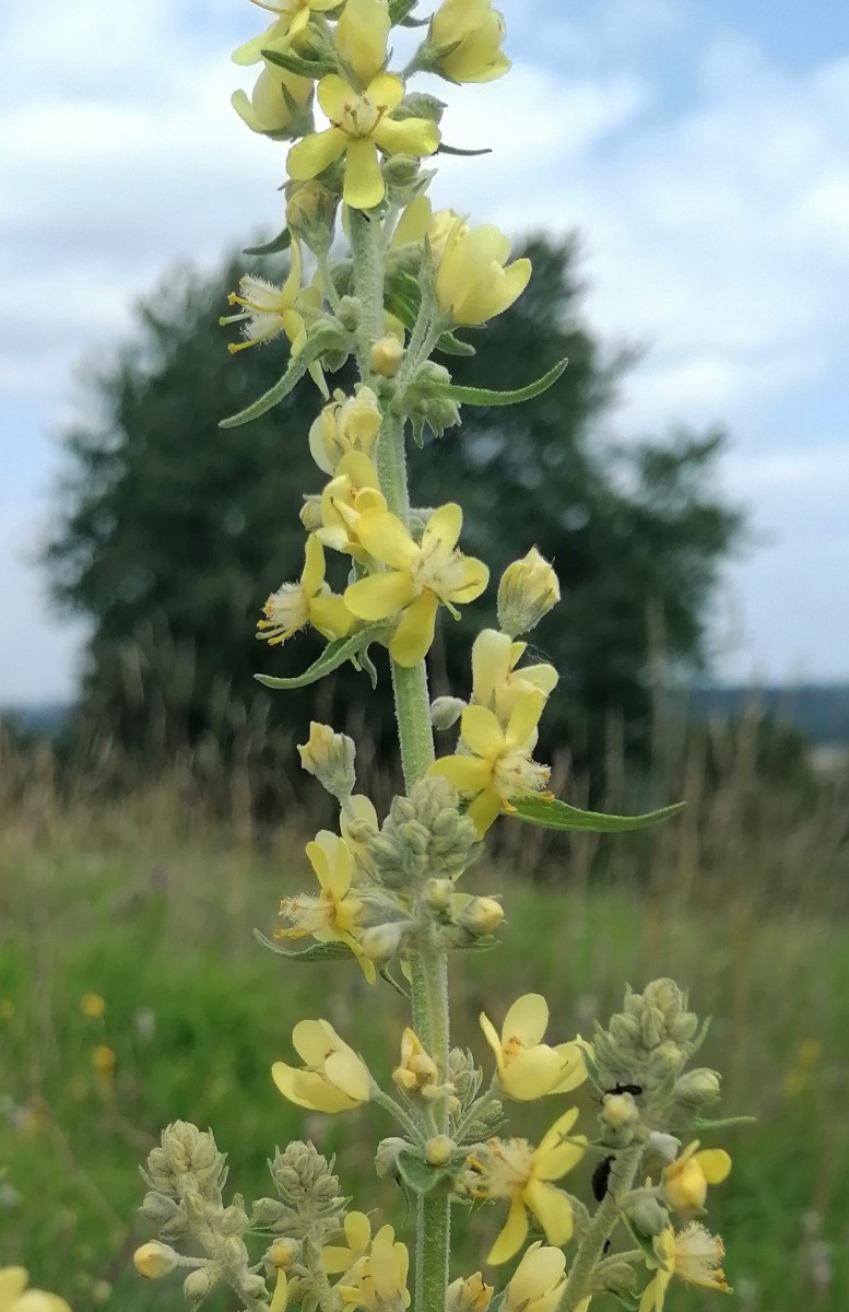 Verbascum unbekannt2.jpg