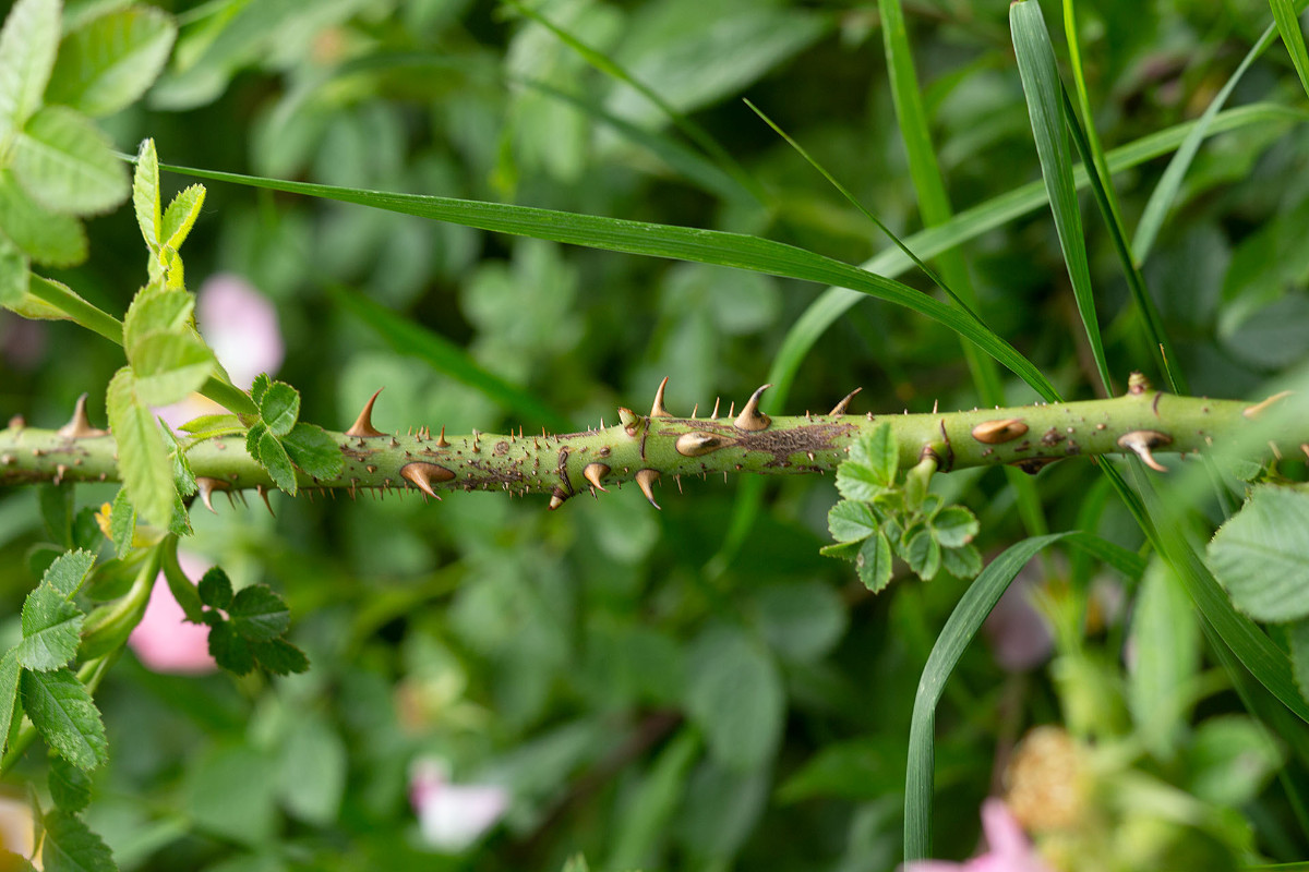 Rosa_rubiginosa_2768.jpg