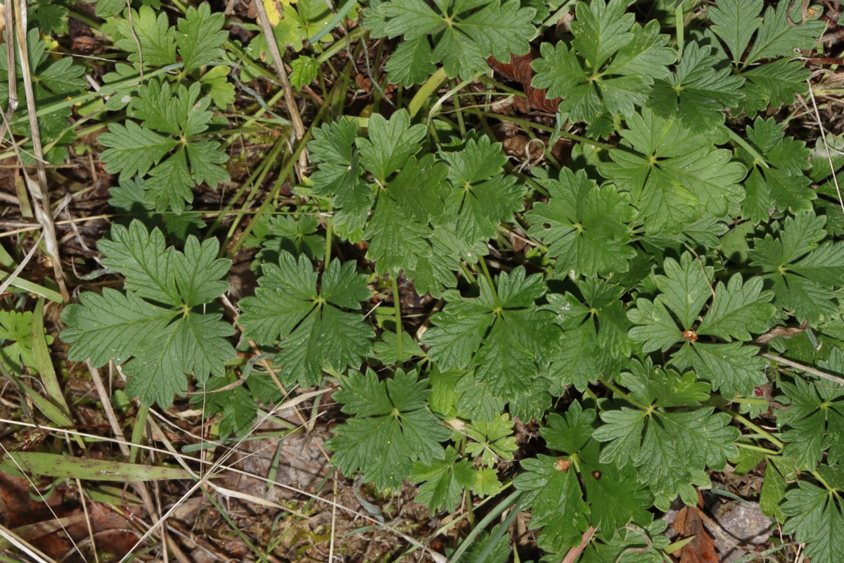 Potentilla schultzii Theisbergstegen Remigiusberg A01.jpg