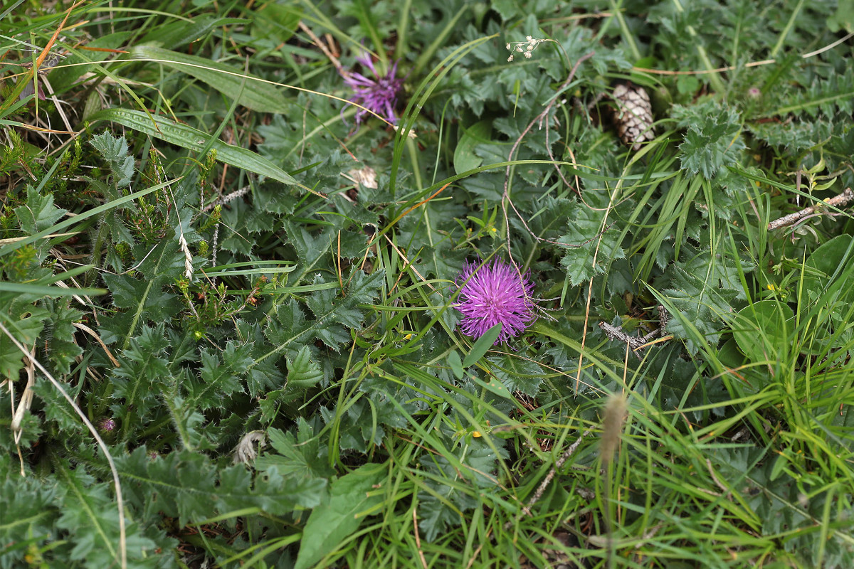 Cirsium_acaule_Staengellose_Kratzdistel_3185 Kopie.jpg