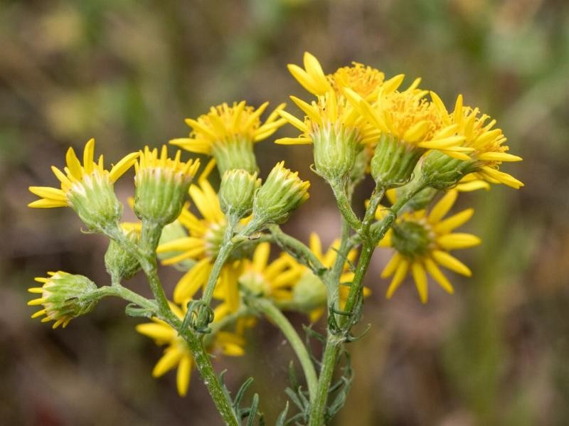 (2) Blüten von der Seite.jpg