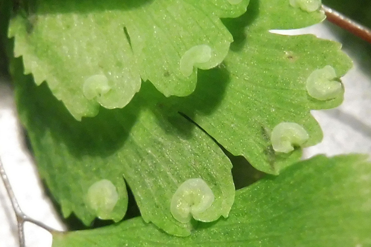 Adiantum raddianum Delta-Frauenhaarfarn 1.JPG