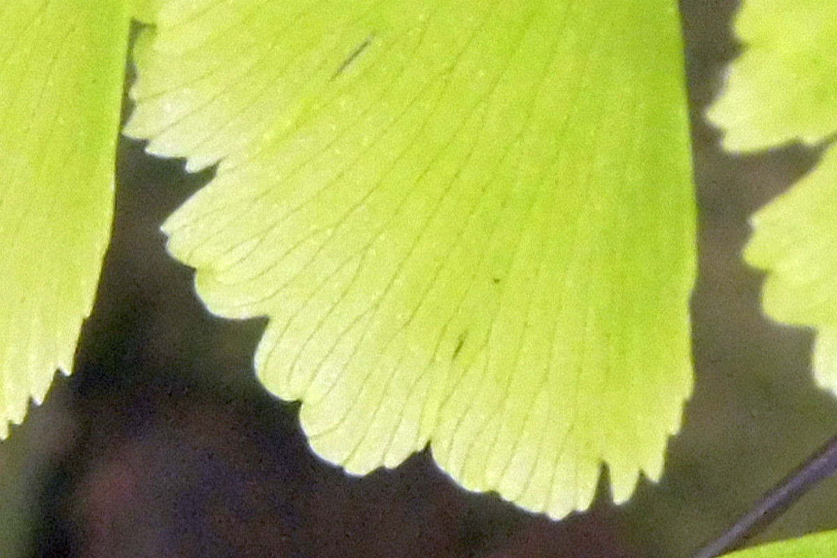 Adiantum raddianum Delta-Frauenhaarfarn 2.JPG