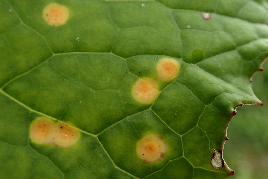 Puccinia poarum-b.jpg