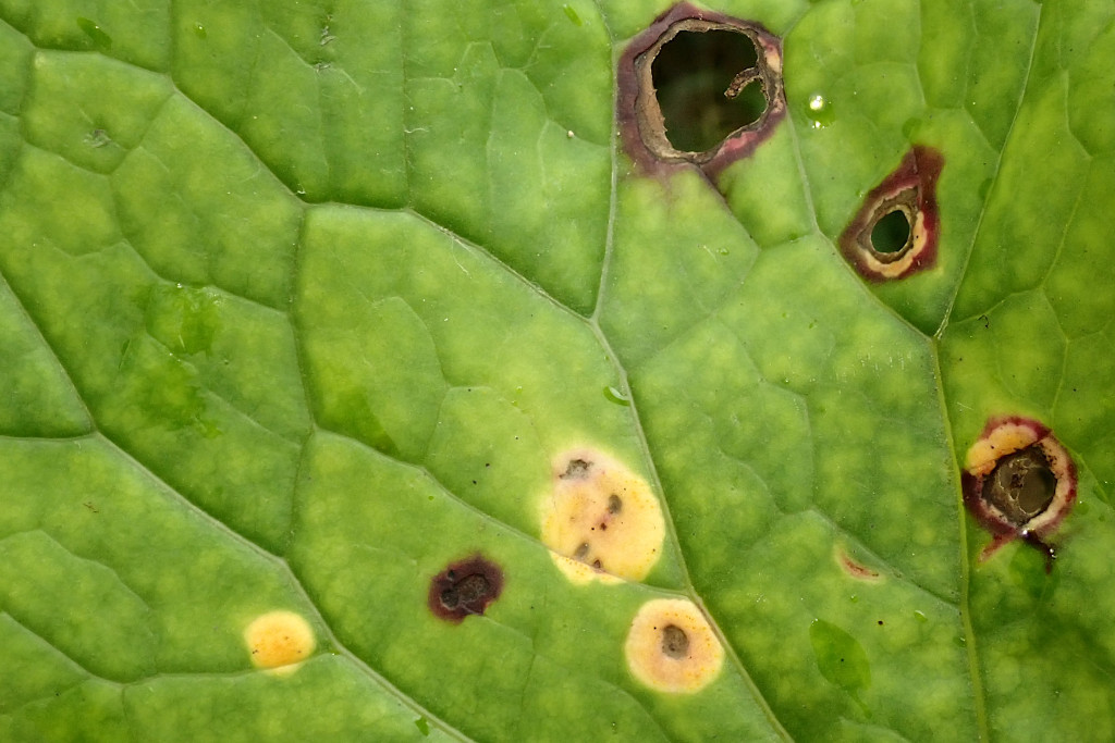 Puccinia poarum-c.jpg