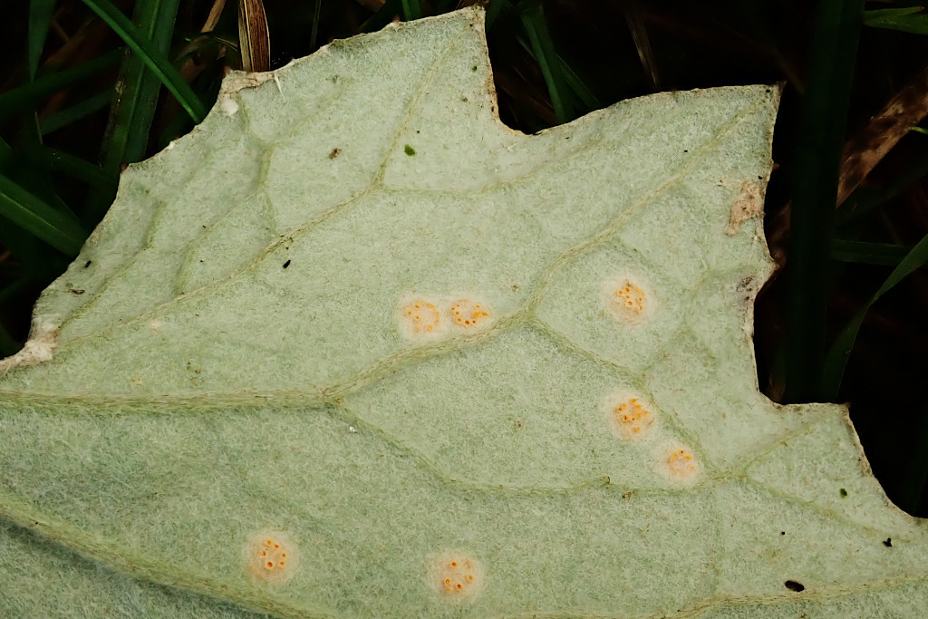 Puccinia poarum-d.jpg