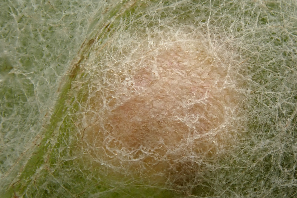 Puccinia poarum-e.jpg