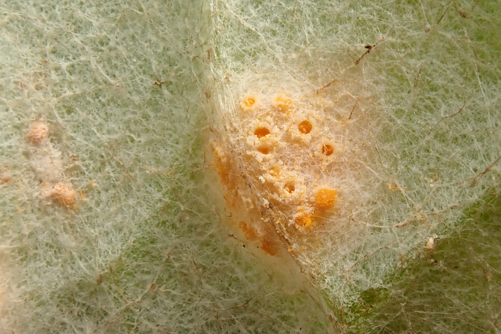 Puccinia poarum-f.jpg