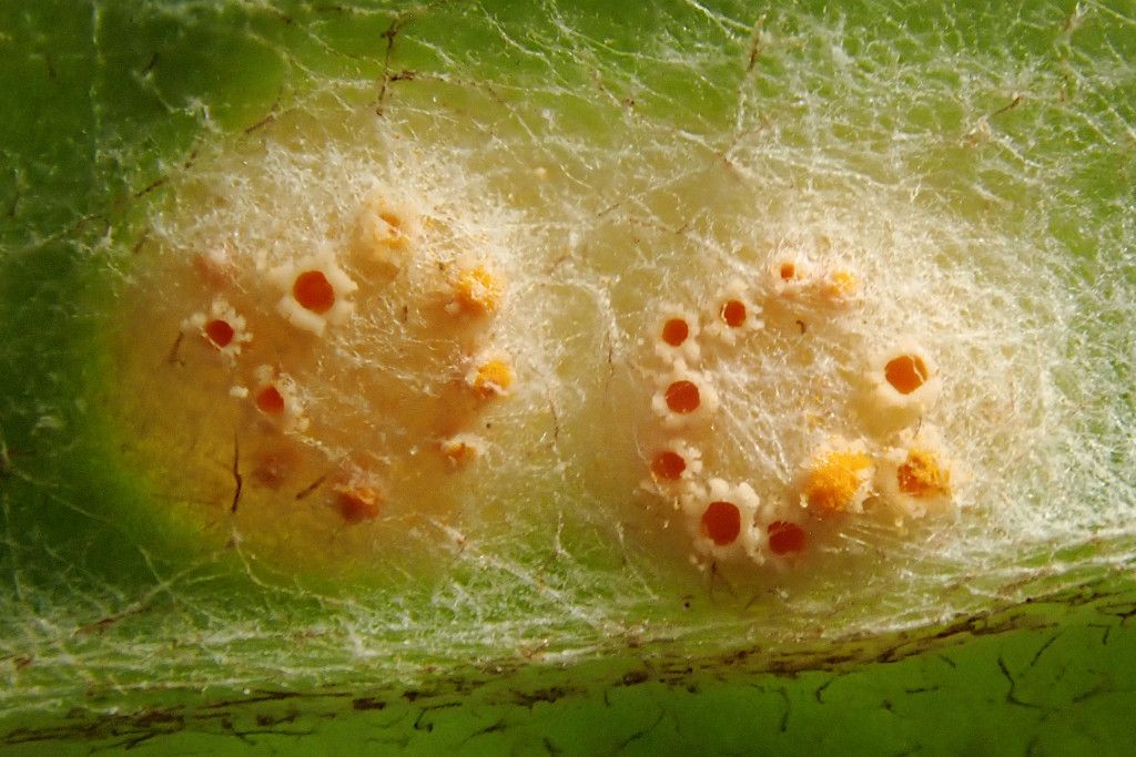 Puccinia poarum-g.jpg