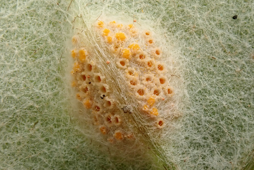 Puccinia poarum-h.jpg