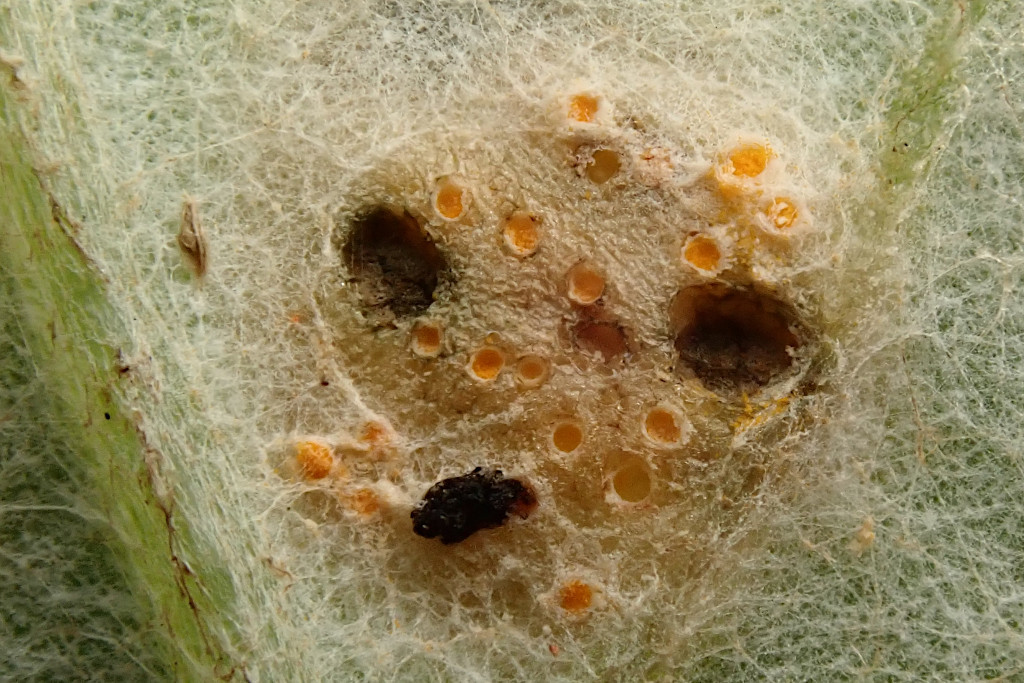 Puccinia poarum-i .jpg