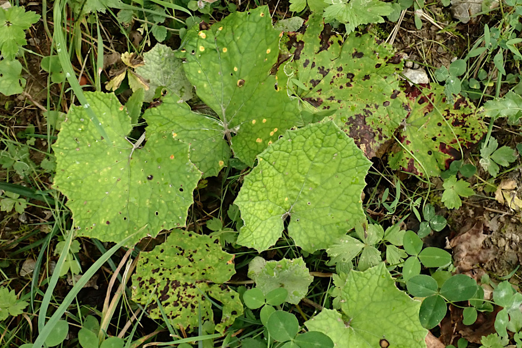 Puccinia poarum u. Coleosporium tussilaginis.jpg