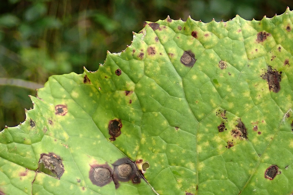 Coleosporium tussilaginis-a.jpg