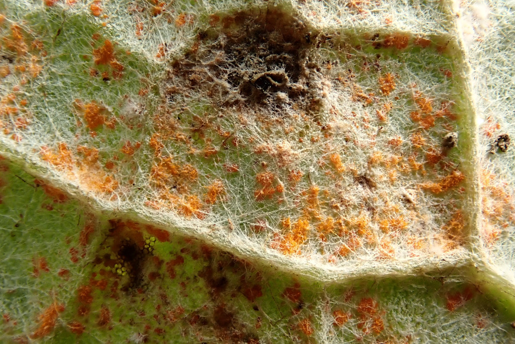 Coleosporium tussilaginis-d.jpg