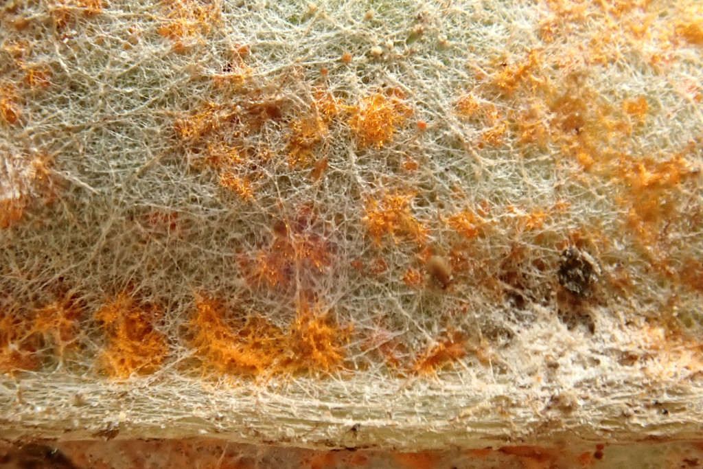 Coleosporium tussilaginis-e.jpg