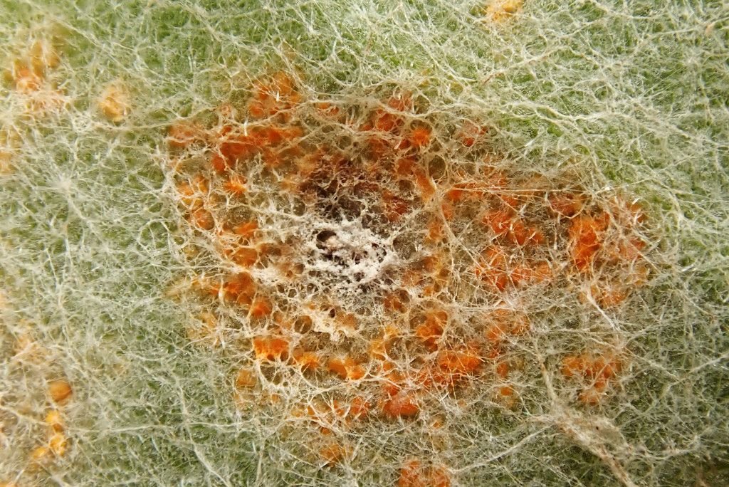 Coleosporium tussilaginis-f.jpg