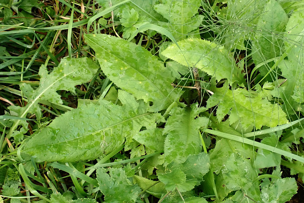 Puccinia cnici-oleracei -a.jpg