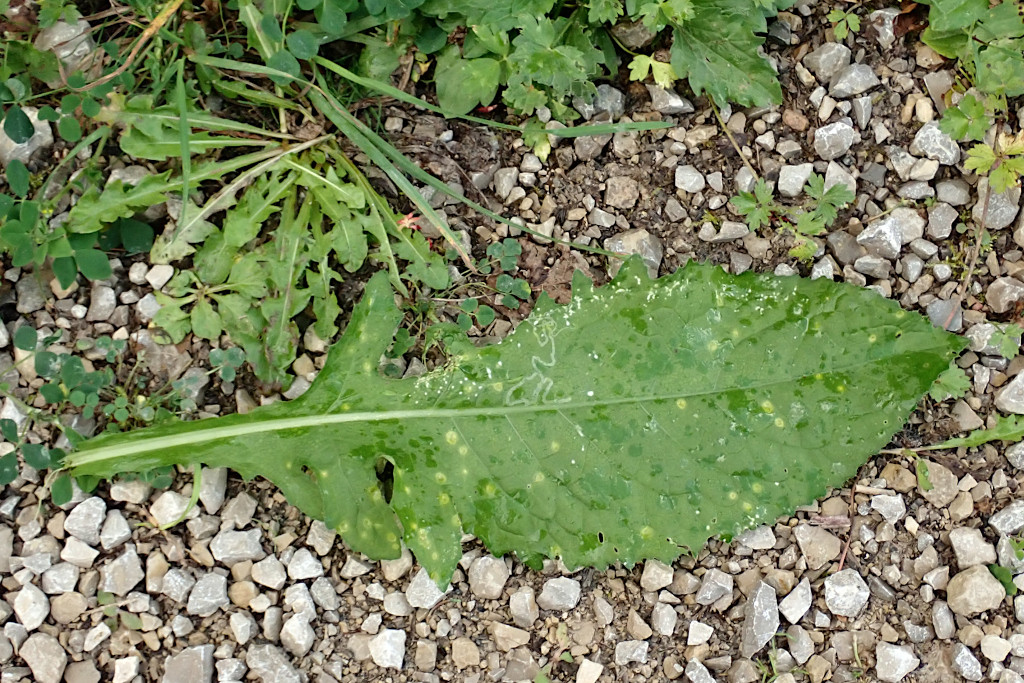 Puccinia cnici-oleracei -b.jpg