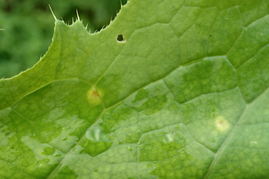 Puccinia cnici-oleracei -c.jpg