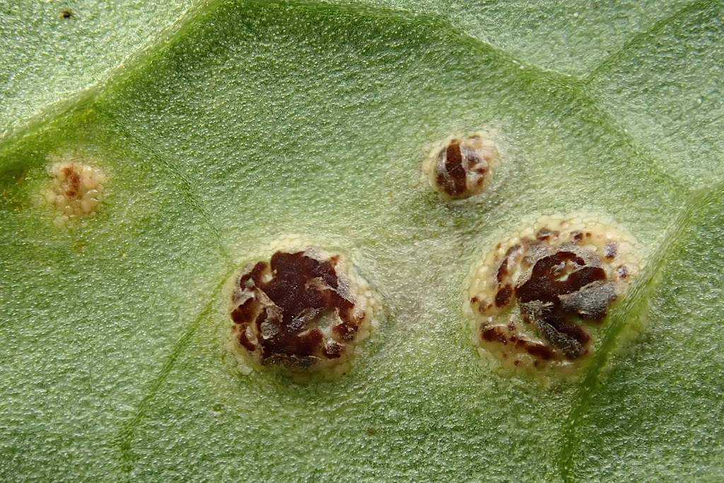 Puccinia cnici-oleracei -d.jpg