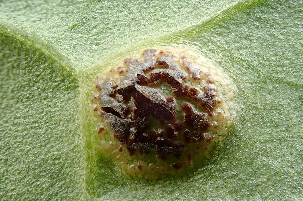 Puccinia cnici-oleracei -e.jpg